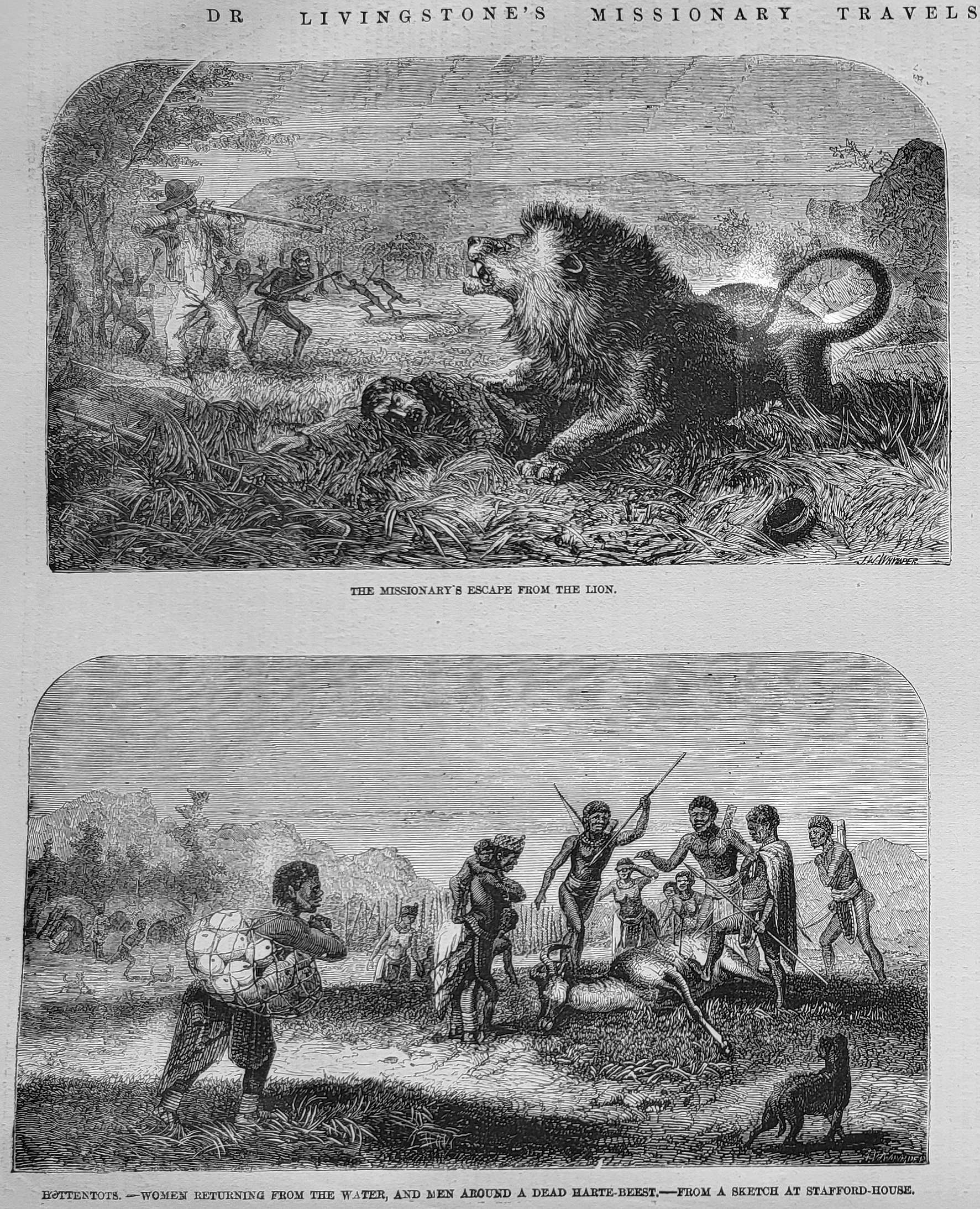 lion and hottentots